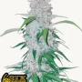 Семена конопли SIX SHOOTER Auto от Fast Buds